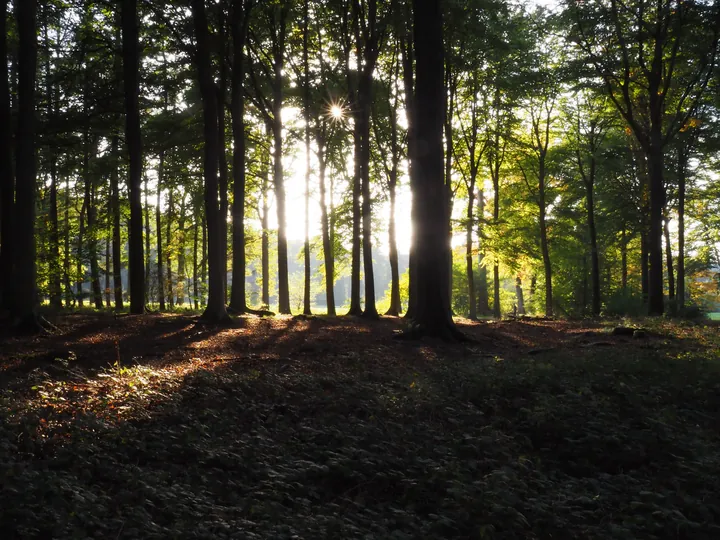 Vagevuurbos an Lippensgoed-Bulskampveld (Belgium)